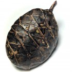Bia Gae Thak ChueakTakhai Paetch Long Rak Huang Diaw Ancient Cowrie Shell Amulet Bia Gae Thak ChueakTakhai Paetch Long Rak Huang Diaw Ancient Cowrie Shell Amulet
