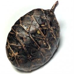 Bia Gae Thak ChueakTakhai Paetch Long Rak Huang Diaw Ancient Cowrie Shell Amulet