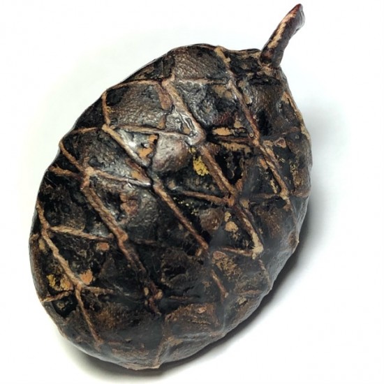 Bia Gae Thak ChueakTakhai Paetch Long Rak Huang Diaw Ancient Cowrie Shell Amulet Bia Gae Thak ChueakTakhai Paetch Long Rak Huang Diaw Ancient Cowrie Shell Amulet