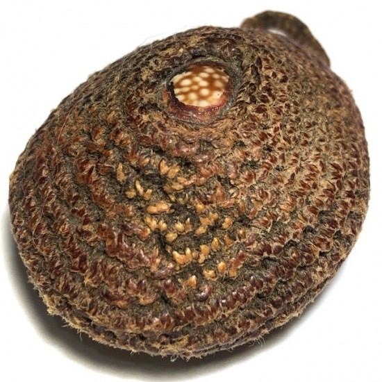 Bia Gae Thak Chueak Perd Hlang Mee Hoo Luang Por Tat Intachodto Wat Karuhabodee Circa 2480 BE Bia Gae Thak Chueak Perd Hlang Mee Hoo Luang Por Tat Intachodto Wat Karuhabodee Circa 2480 BE